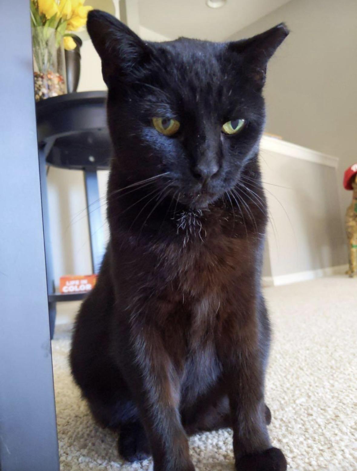 Enlarge Sable, a Adopted Tabby in woodbridge, VA image 5/5