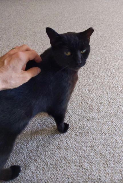 Enlarge Sable, a Adopted Tabby in woodbridge, VA image 3/5