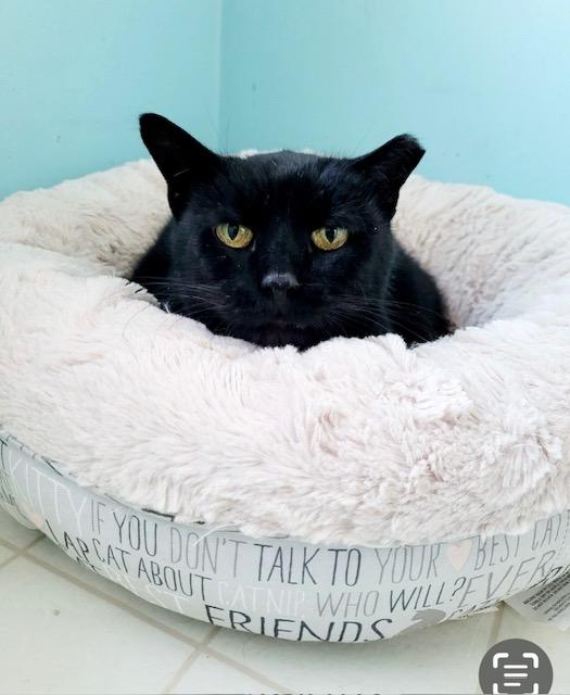 Sable, Adopted, Adult Female Tabby.