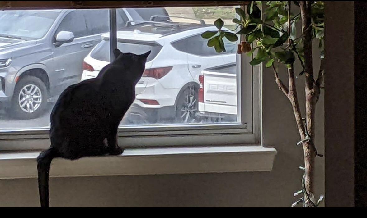 Enlarge Sable, a Adopted Tabby in woodbridge, VA image 2/5