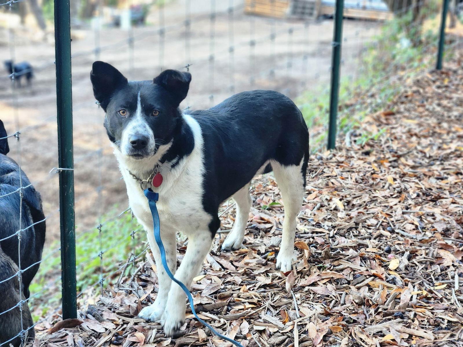 Olivia, Adoptable, Young Female Australian Cattle Dog / Blue Heeler.