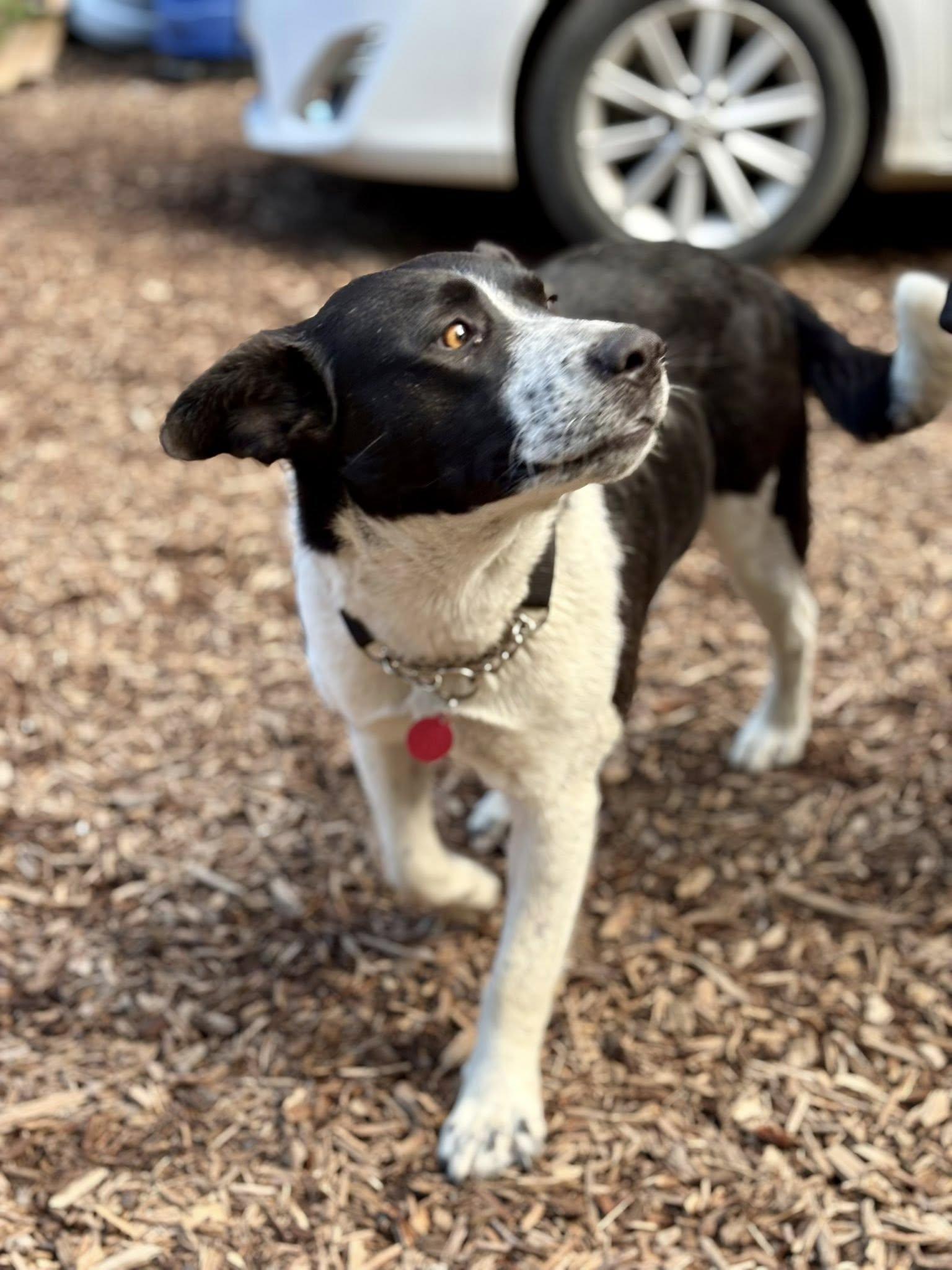 Olivia, Adoptable, Young Female Australian Cattle Dog / Blue Heeler.