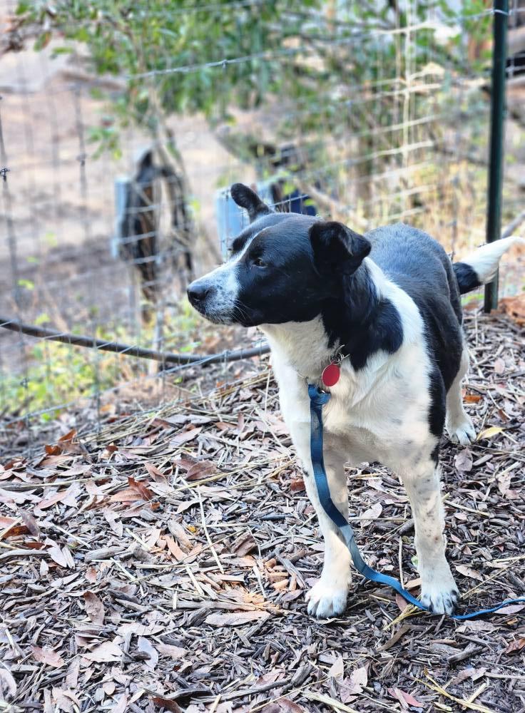 Enlarge Olivia, a Adoptable Australian Cattle Dog / Blue Heeler in Paso Robles, CA image 2/3