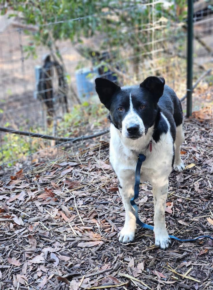 Enlarge Olivia, a Adoptable Australian Cattle Dog / Blue Heeler in Paso Robles, CA image 3/3