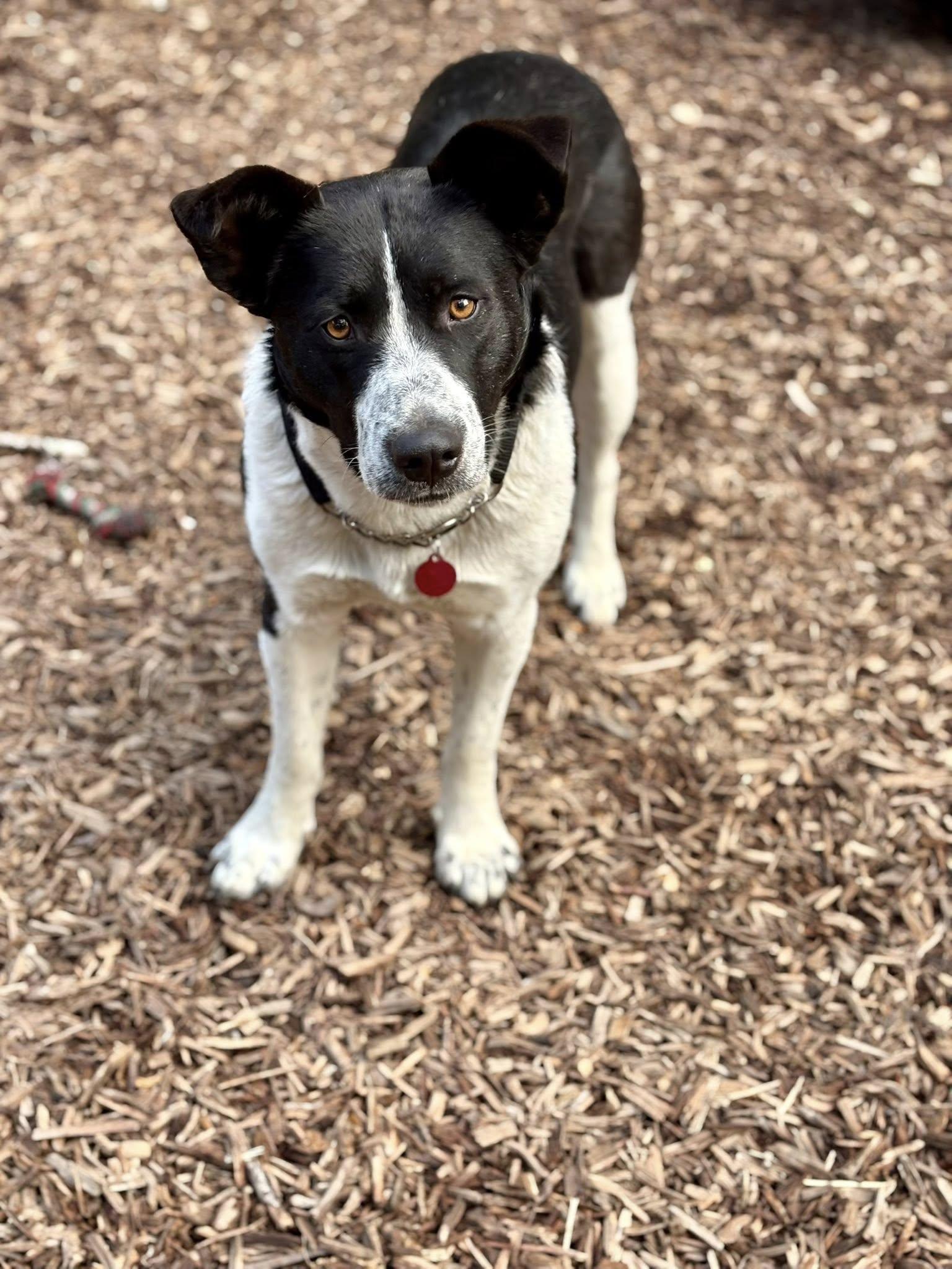 Enlarge Olivia, a Adoptable Australian Cattle Dog / Blue Heeler in Paso Robles, CA image 2/3