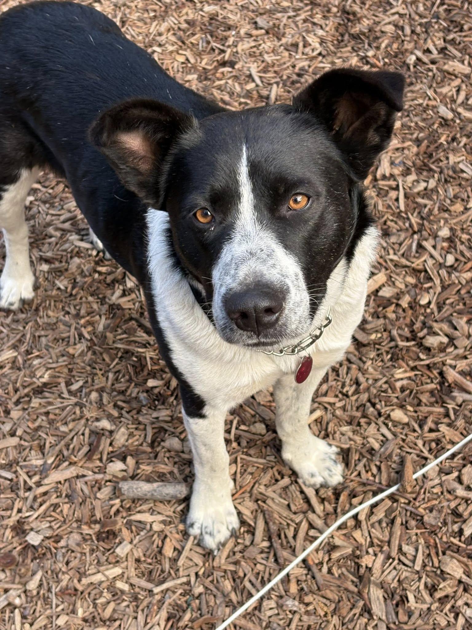 Enlarge Olivia, a Adoptable Australian Cattle Dog / Blue Heeler in Paso Robles, CA image 3/3