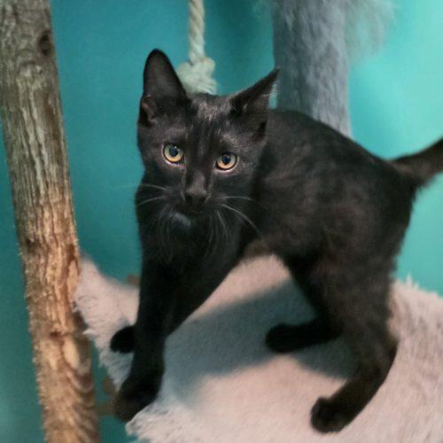 Enlarge Maui, a Adoptable Domestic Short Hair in Elizabeth, IL image 2/5