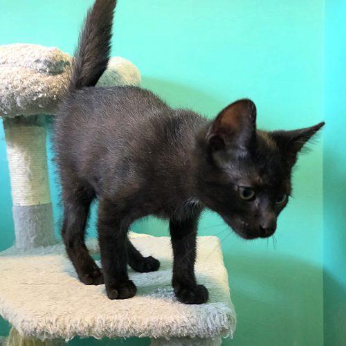 Enlarge Maui, a Adoptable Domestic Short Hair in Elizabeth, IL image 3/5