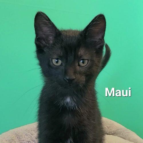 Enlarge Maui, a Adoptable Domestic Short Hair in Elizabeth, IL image 4/5