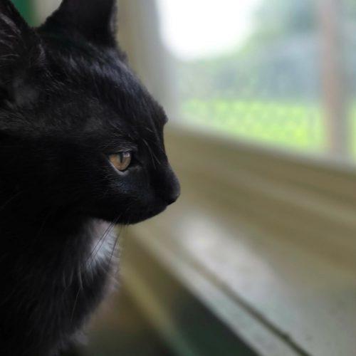 Enlarge Maui, a Adoptable Domestic Short Hair in Elizabeth, IL image 5/5