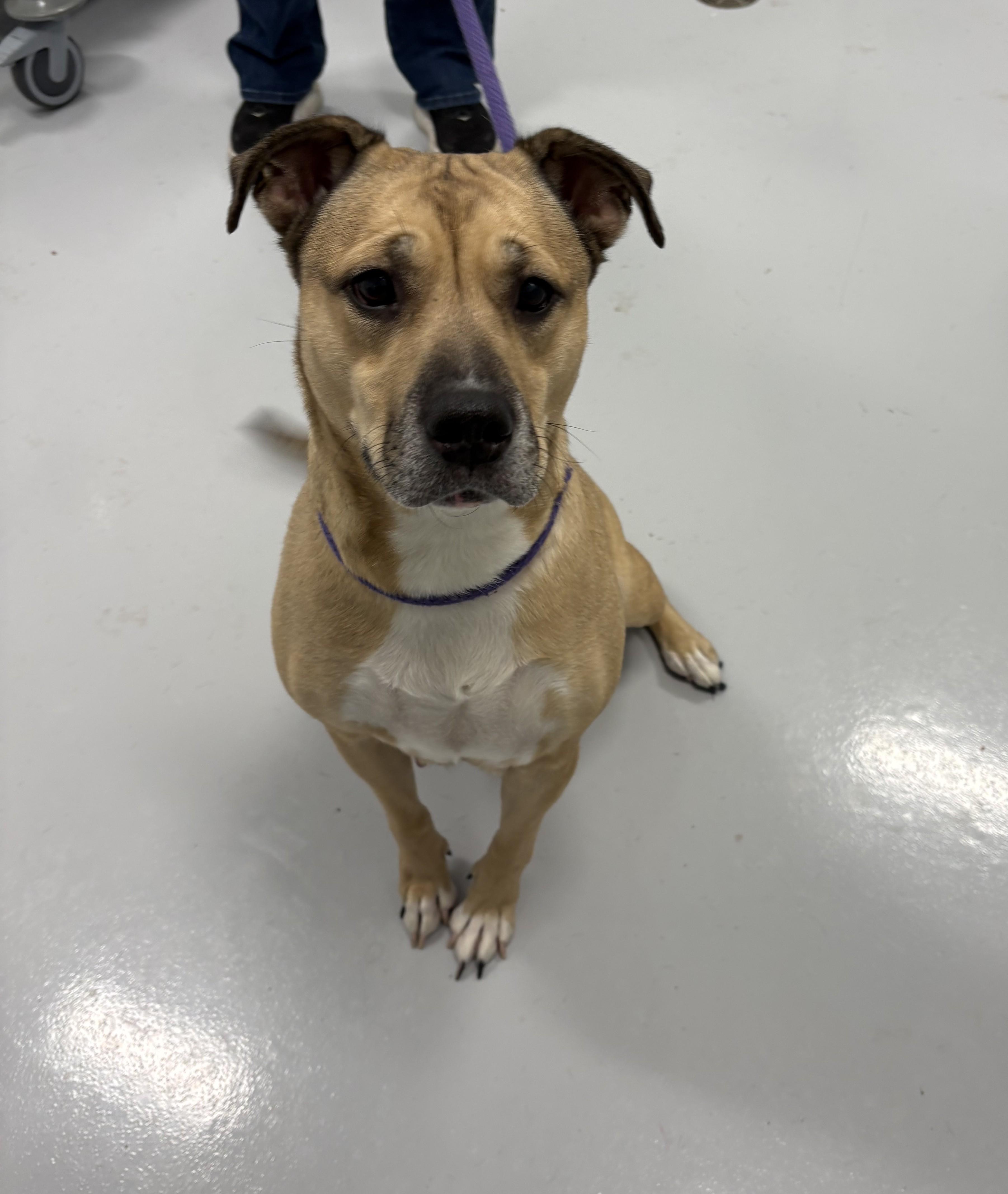 Enlarge Nuna, a ADOPTABLE mixed breed in Kankakee, IL image 1/2