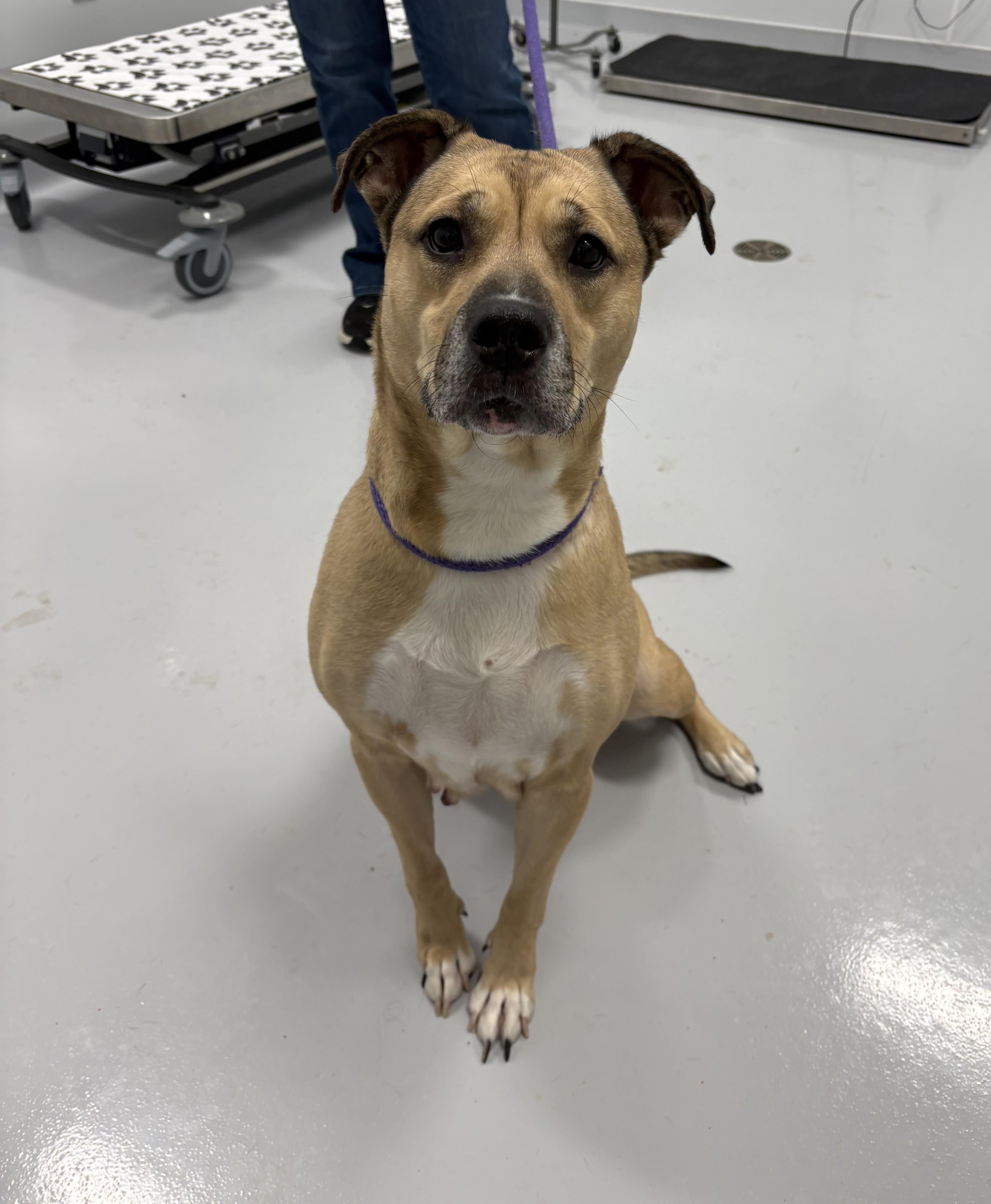 Enlarge Nuna, a ADOPTABLE mixed breed in Kankakee, IL image 2/2