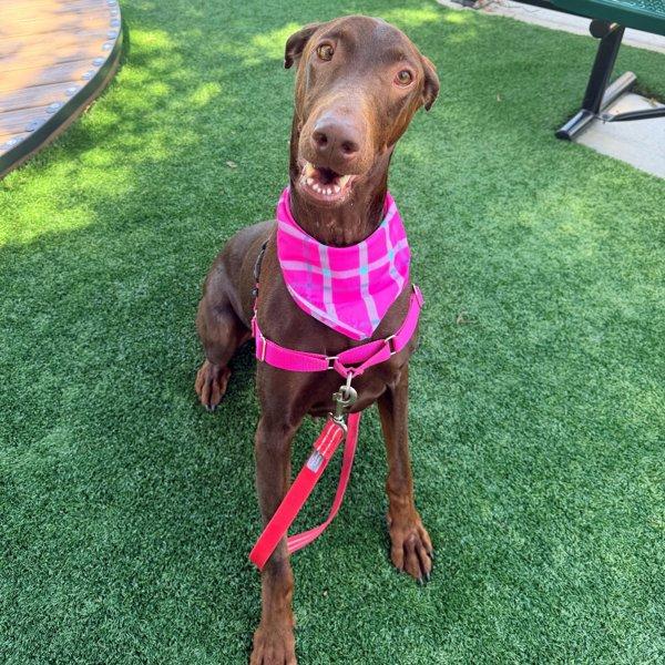 Enlarge Buttercup, a Adoptable mixed breed in Walnut Creek, CA image 1/2