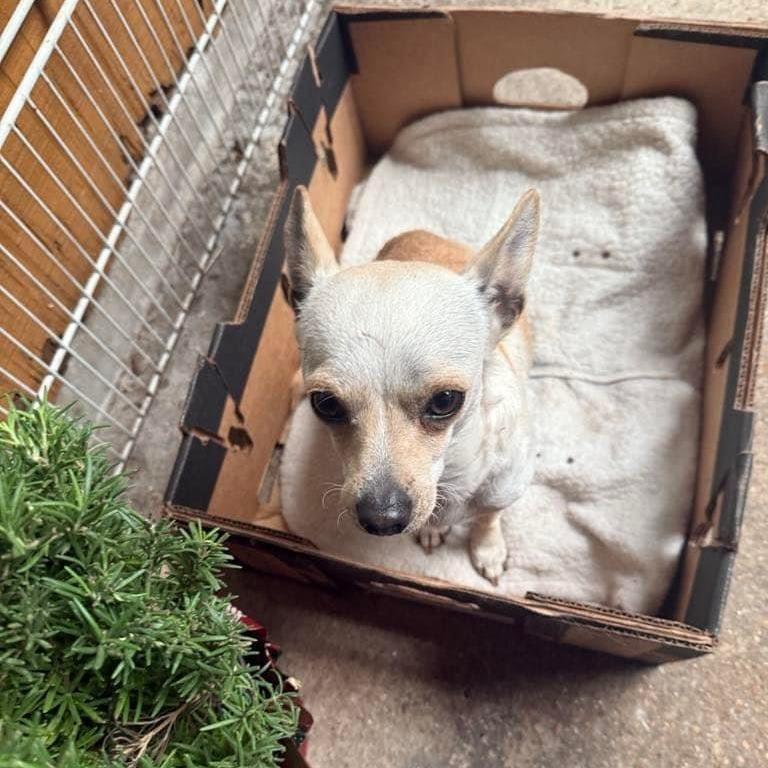 Ginger, Adoptable, Adult Female Chihuahua.