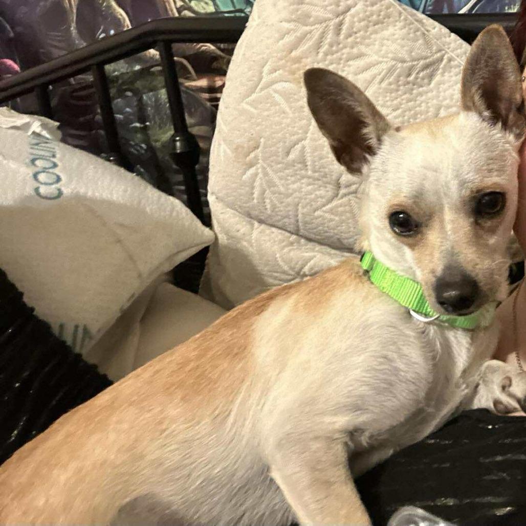 Enlarge Ginger, a Adoptable Chihuahua in Katy, TX image 2/2