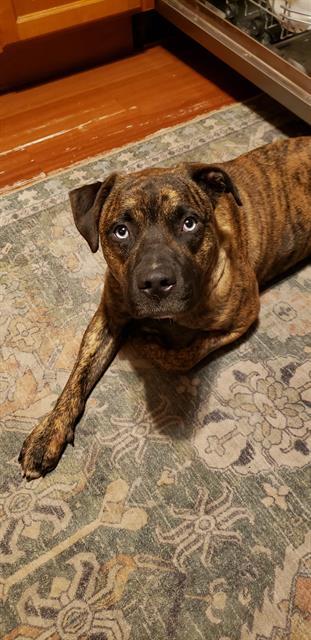 TIGER, Adoptable, Young Male Terrier & Mixed Breed.