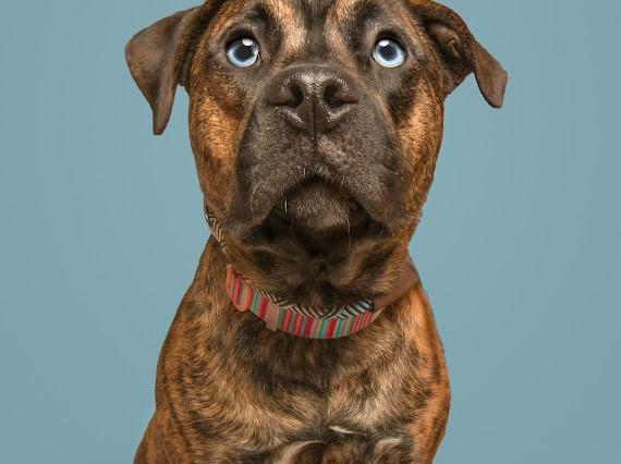 TIGER, Adoptable, Young Male Terrier & Mixed Breed.