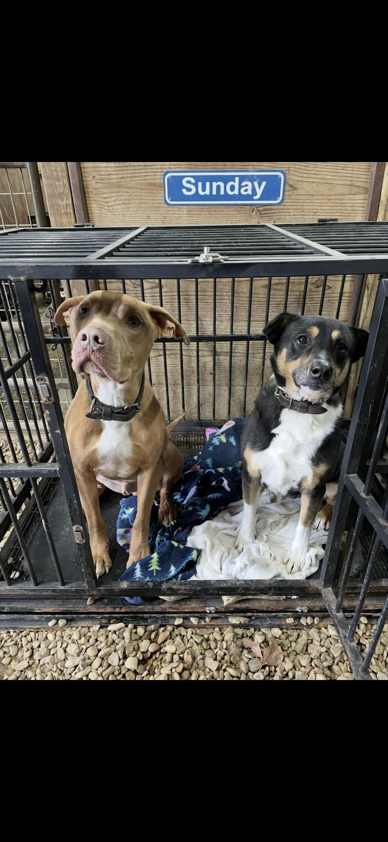 Cowboy J, ADOPTABLE, Adult Male Pit Bull Terrier & Labrador Retriever.