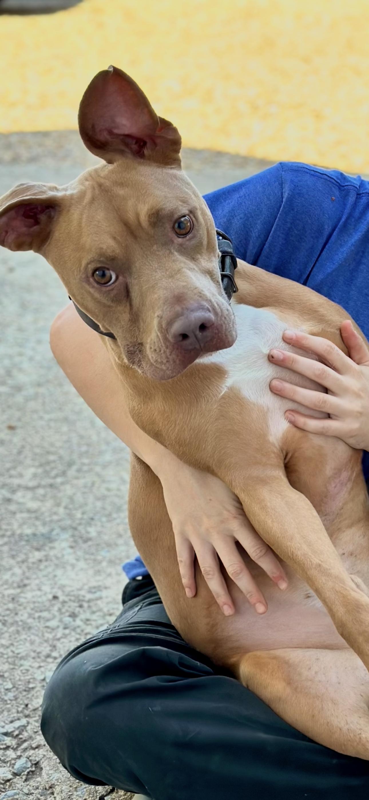 Enlarge Cowboy J, a ADOPTABLE mixed breed in Dallas, TX image 2/4