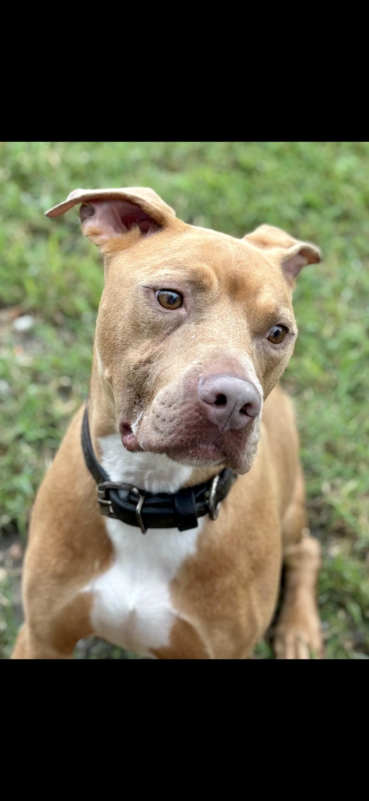 Enlarge Cowboy J, a ADOPTABLE mixed breed in Dallas, TX image 3/4