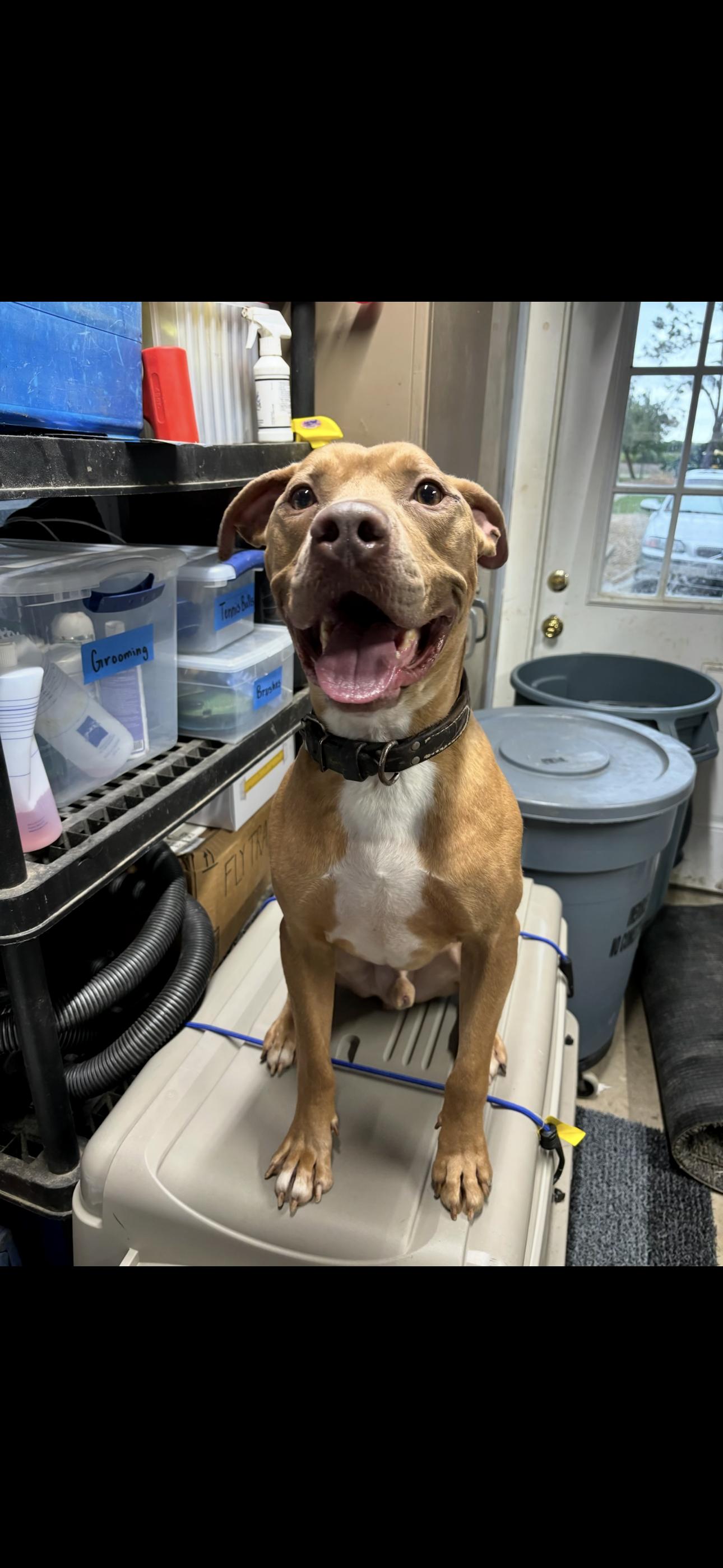 Enlarge Cowboy J, a ADOPTABLE mixed breed in Dallas, TX image 4/4