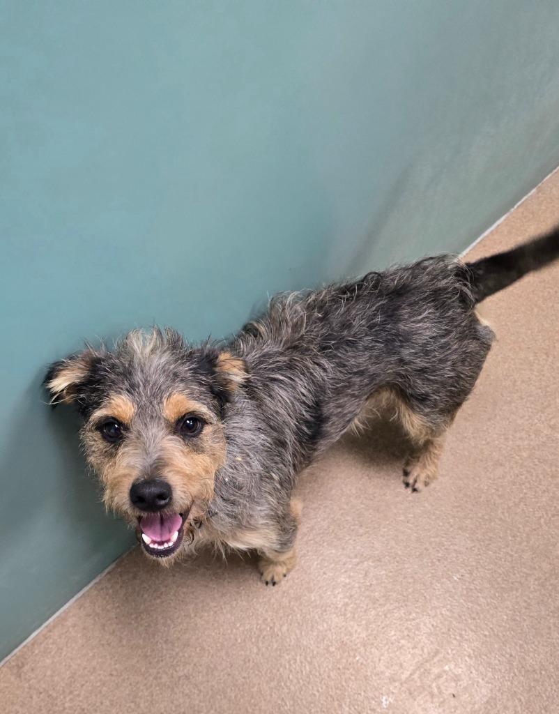 Enlarge Tooter, a Adopted mixed breed in Pratt, KS image 1/2