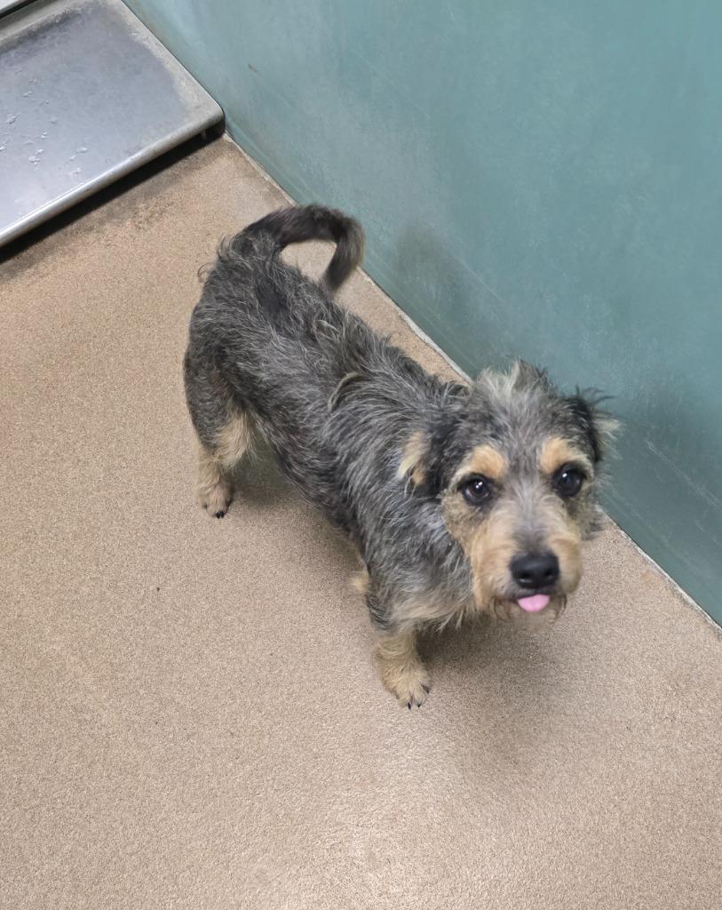 Enlarge Tooter, a Adopted mixed breed in Pratt, KS image 2/2