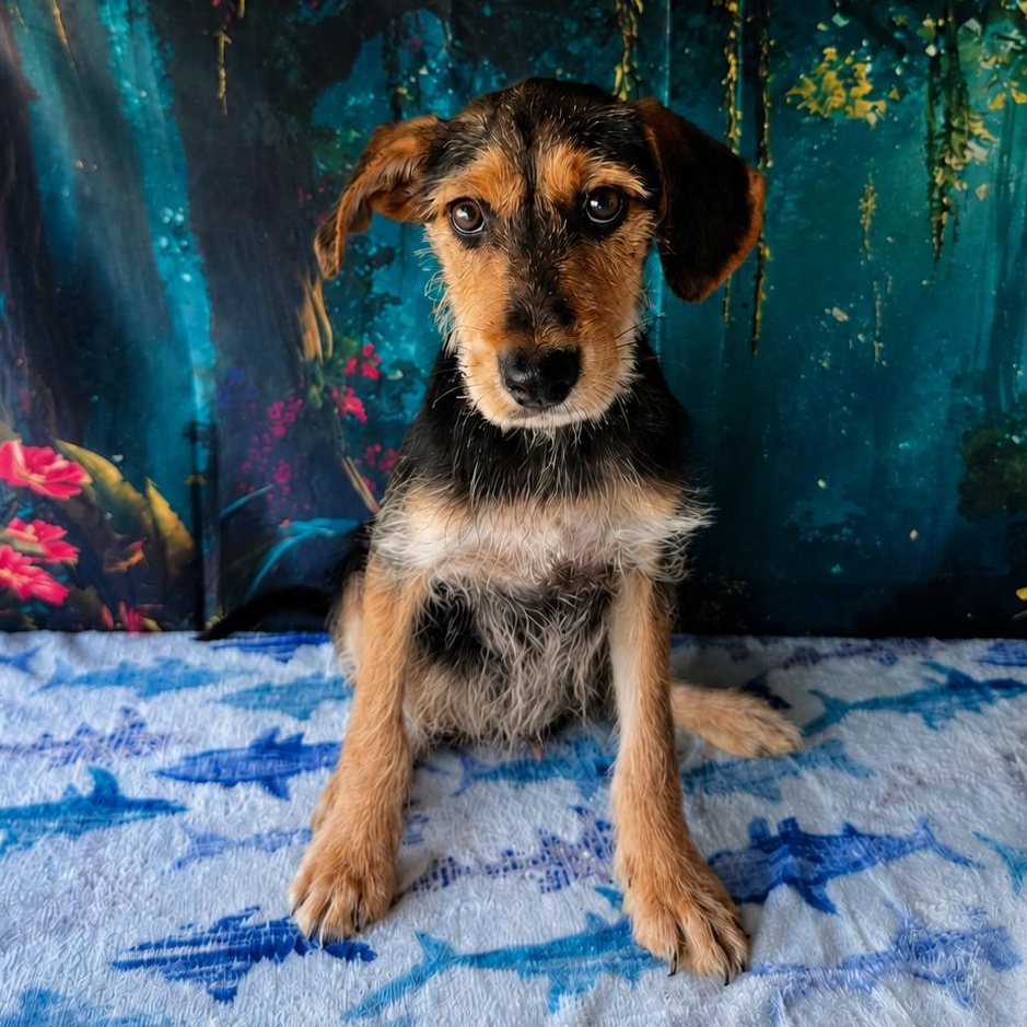 Theon, ADOPTABLE, Young Male Aussiedoodle & Miniature Schnauzer.