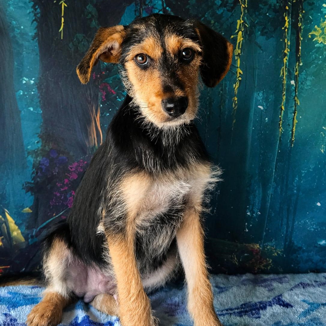 Theon, a ADOPTABLE mixed breed in Montvale, NJ image 2/2