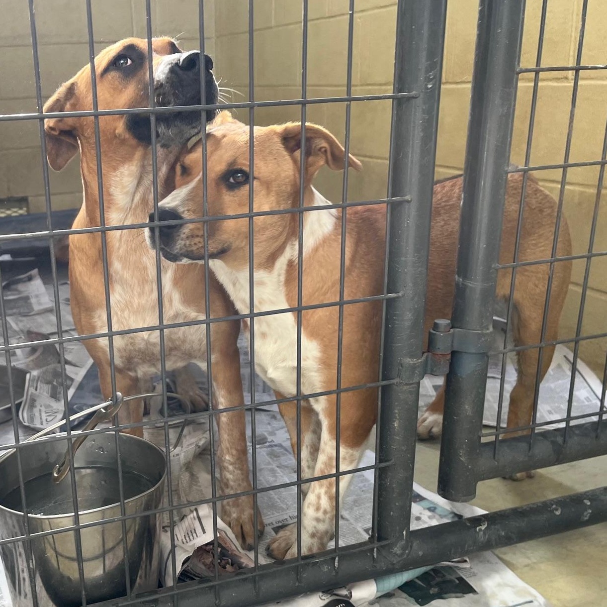 Moo Mooch, a Adoptable mixed breed in Clarksville, VA image 6/6