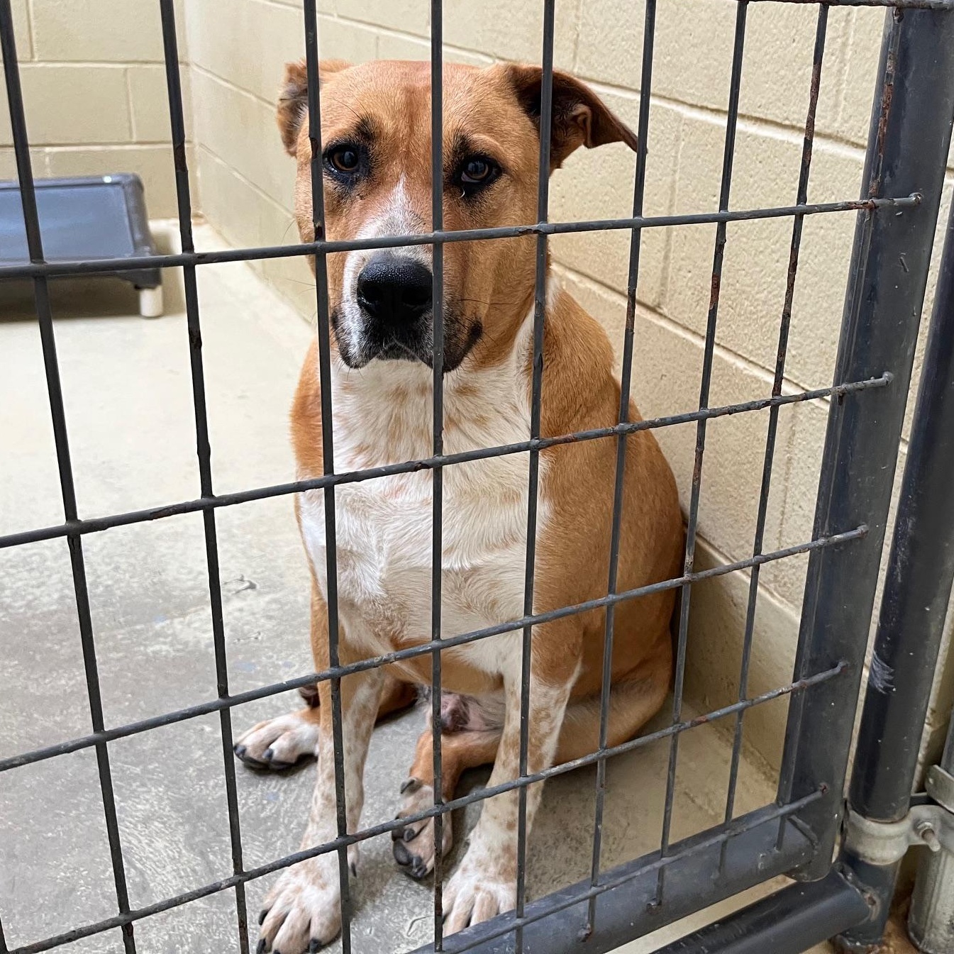 Enlarge Moo Mooch, a Adoptable mixed breed in Clarksville, VA image 6/6
