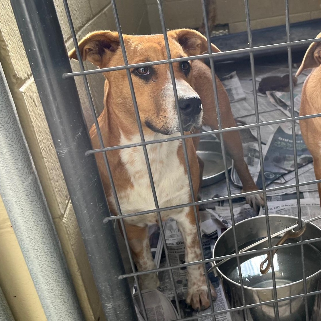 Moo Mooch, a Adoptable mixed breed in Clarksville, VA image 3/6