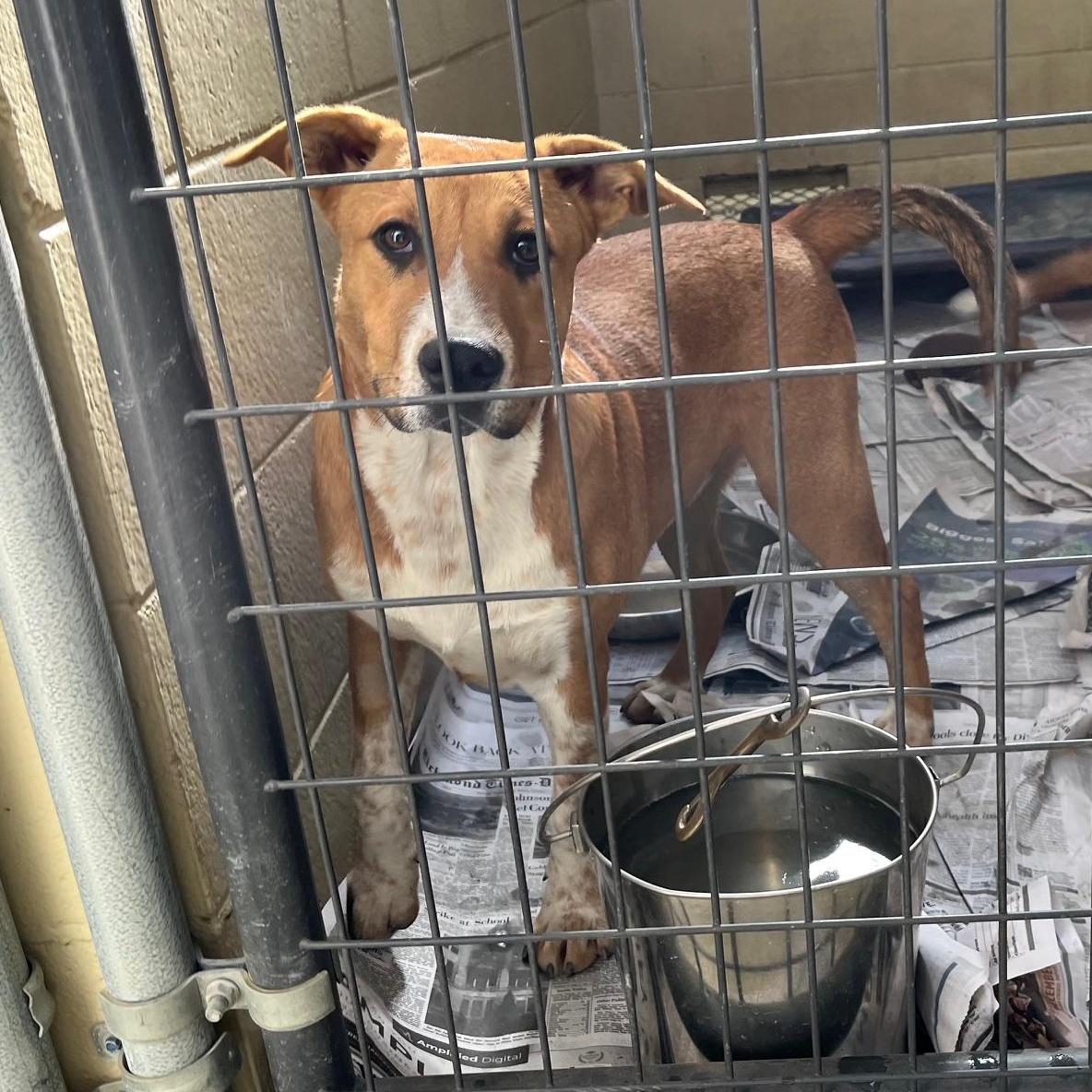 Moo Mooch, a Adoptable mixed breed in Clarksville, VA image 4/6