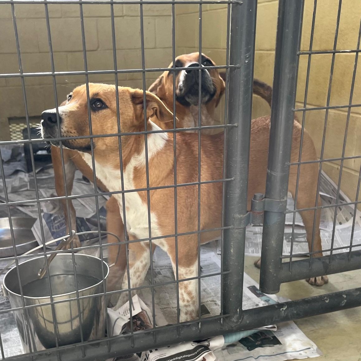 Moo Mooch, a Adoptable mixed breed in Clarksville, VA image 2/6