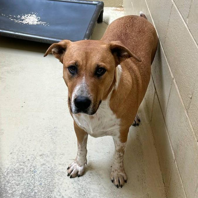 Moo Mooch, a Adoptable mixed breed in Clarksville, VA image 1/6