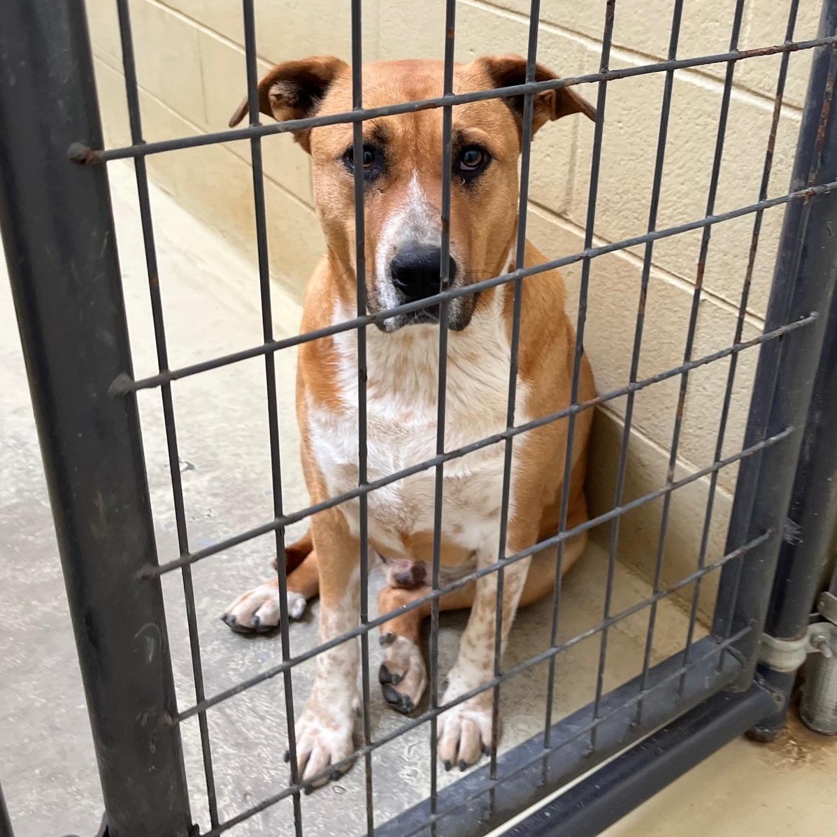 Enlarge Moo Mooch, a Adoptable mixed breed in Clarksville, VA image 1/6