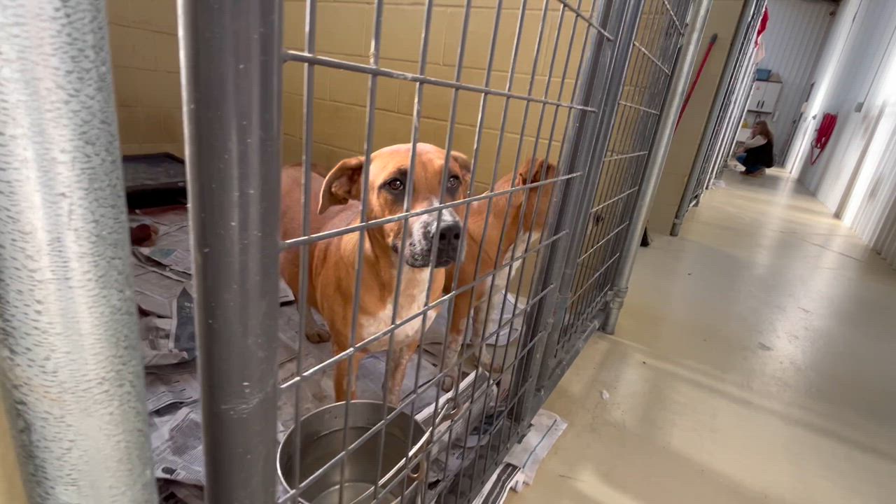 Enlarge Moo Mooch, a Adoptable mixed breed in Clarksville, VA video 5/6