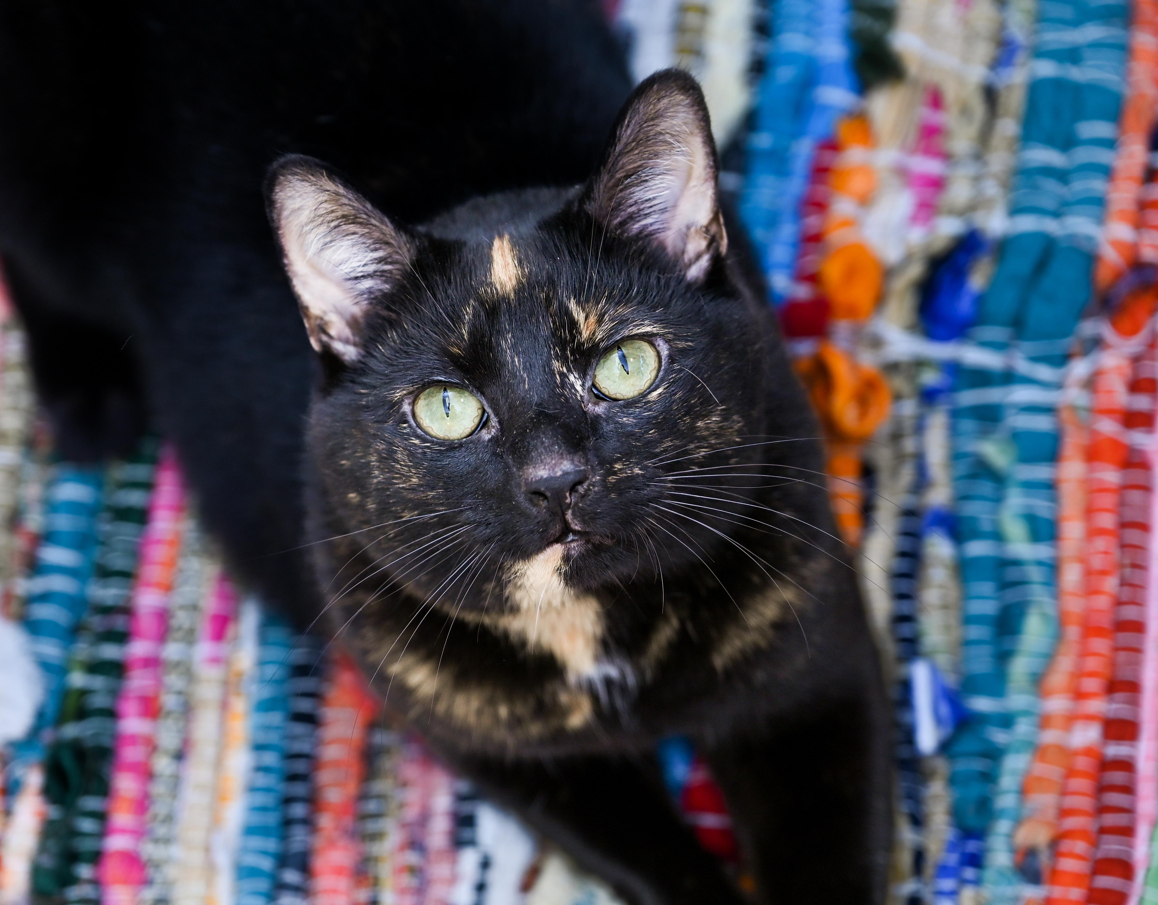 Miss Willow, ADOPTABLE, Adult Female Tortoiseshell & Domestic Short Hair.