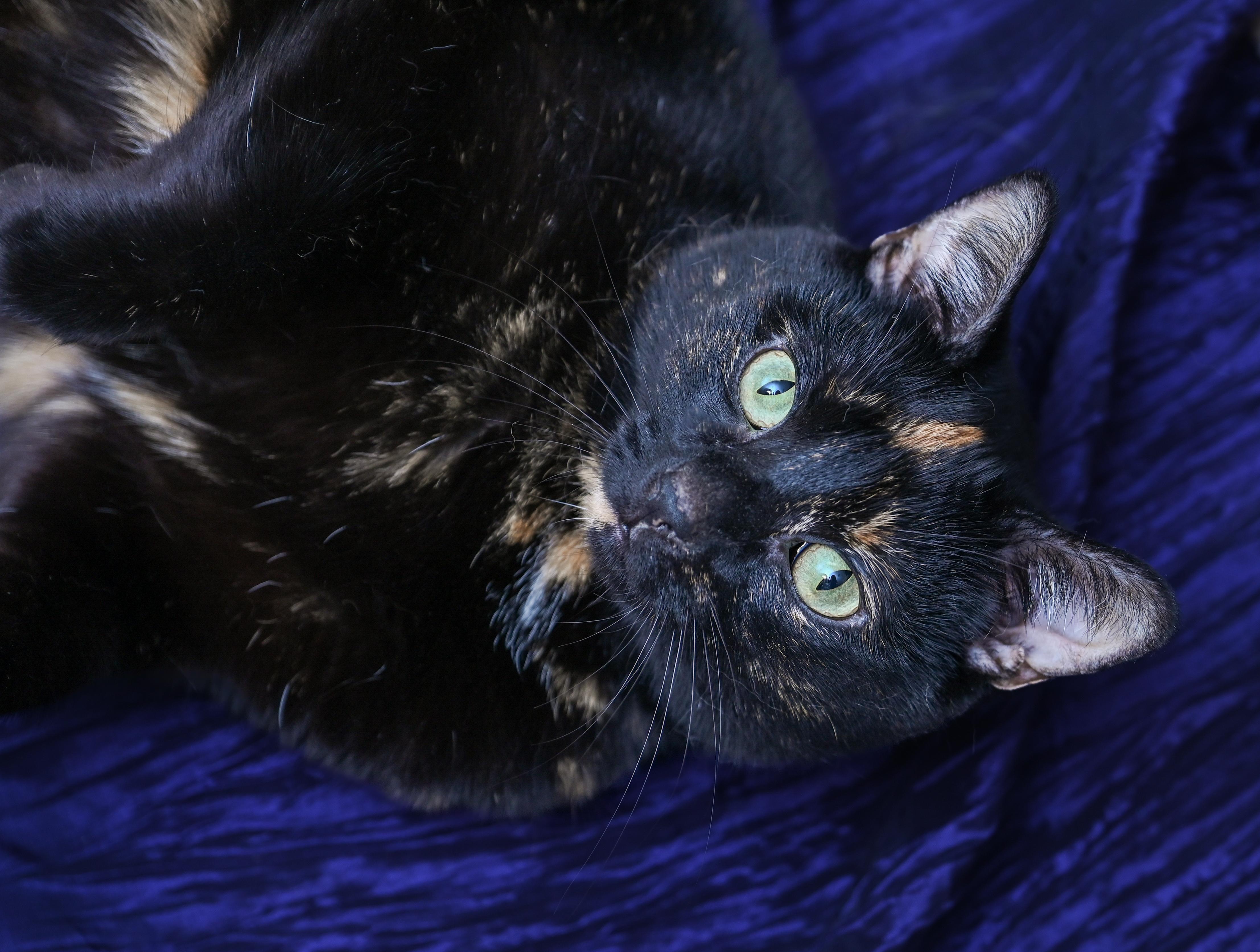 Enlarge Miss Willow, a ADOPTABLE mixed breed in Chattanooga, TN image 5/6