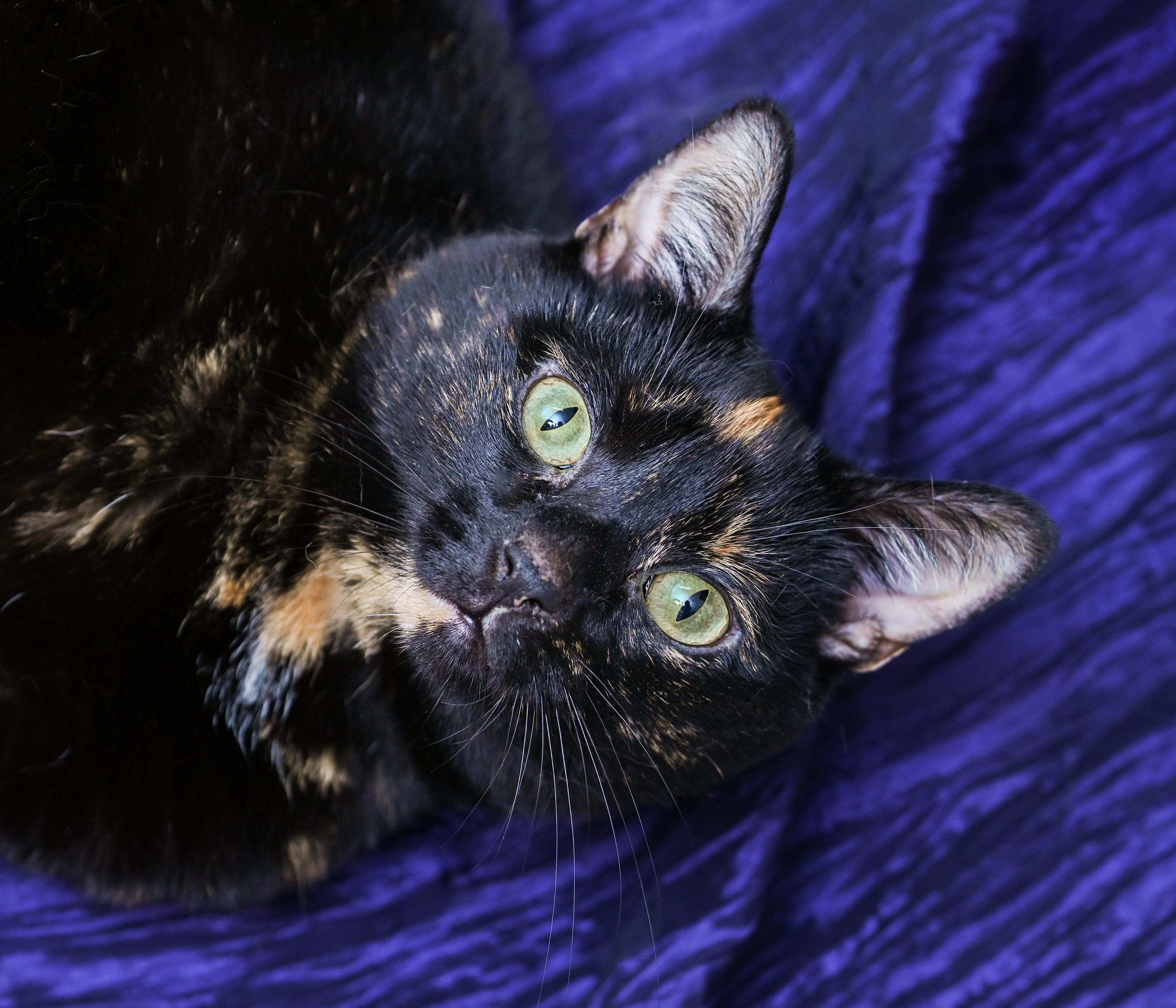 Enlarge Miss Willow, a ADOPTABLE mixed breed in Chattanooga, TN image 4/6