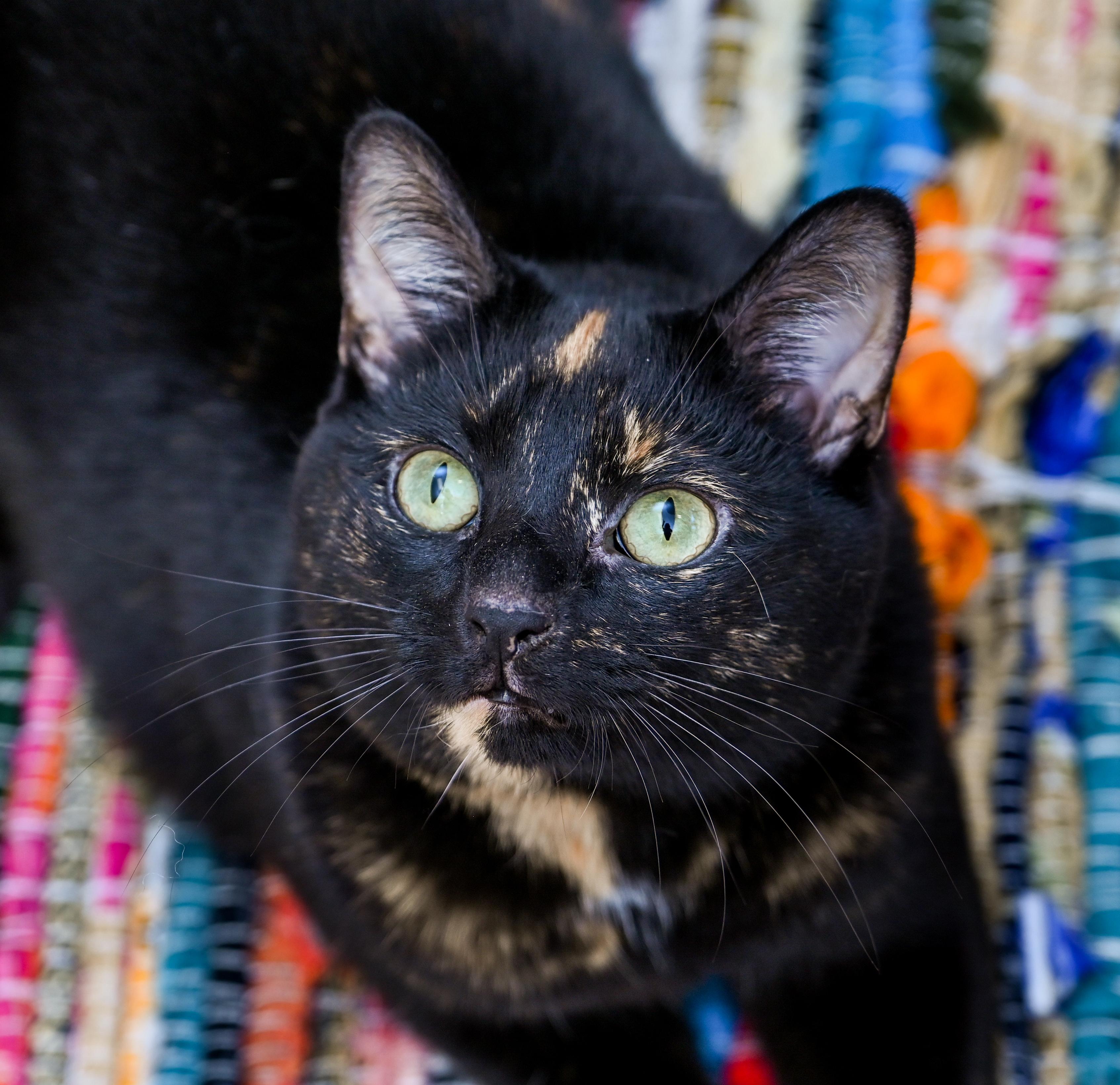 Enlarge Miss Willow, a ADOPTABLE mixed breed in Chattanooga, TN image 2/6