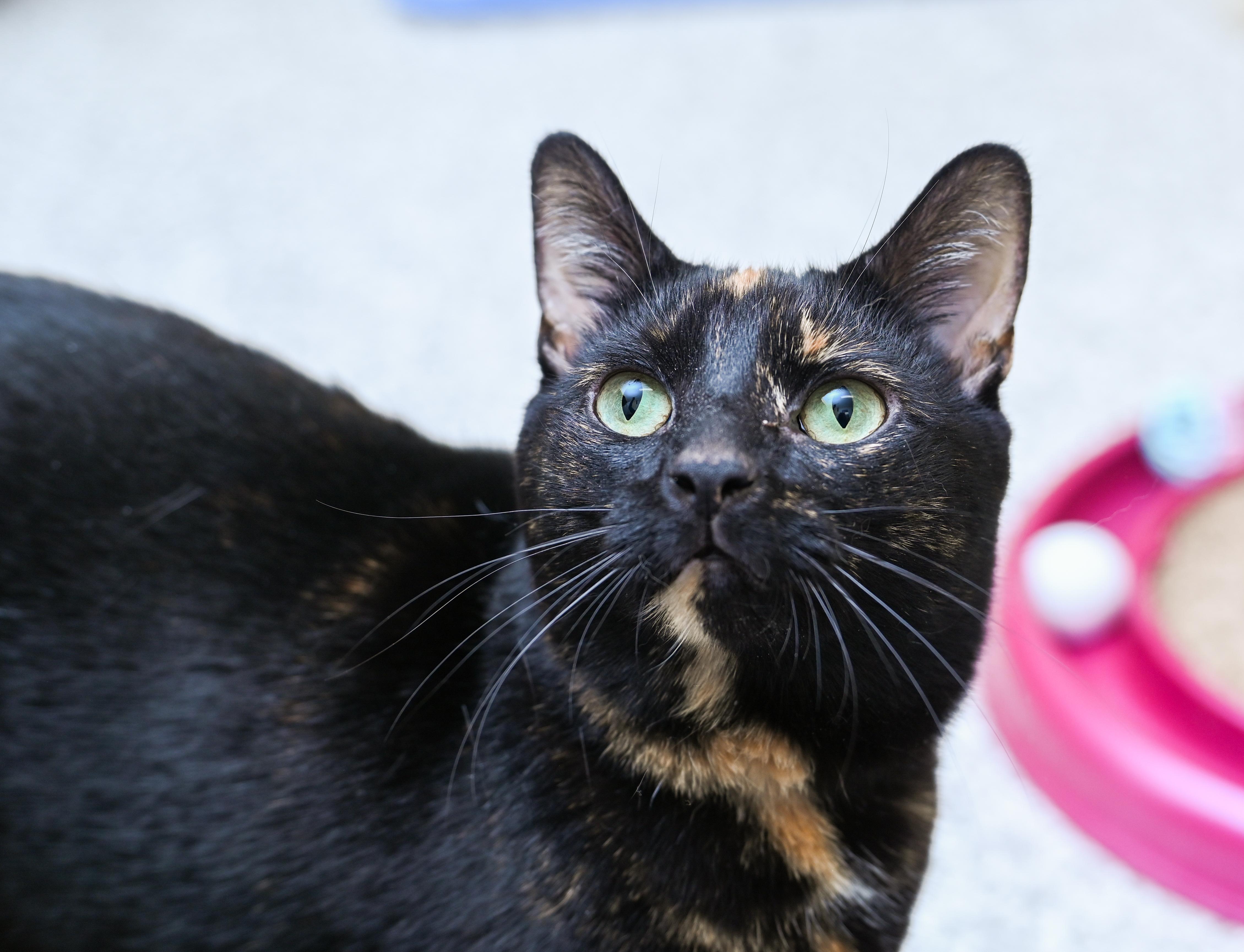 Enlarge Miss Willow, a ADOPTABLE mixed breed in Chattanooga, TN image 6/6