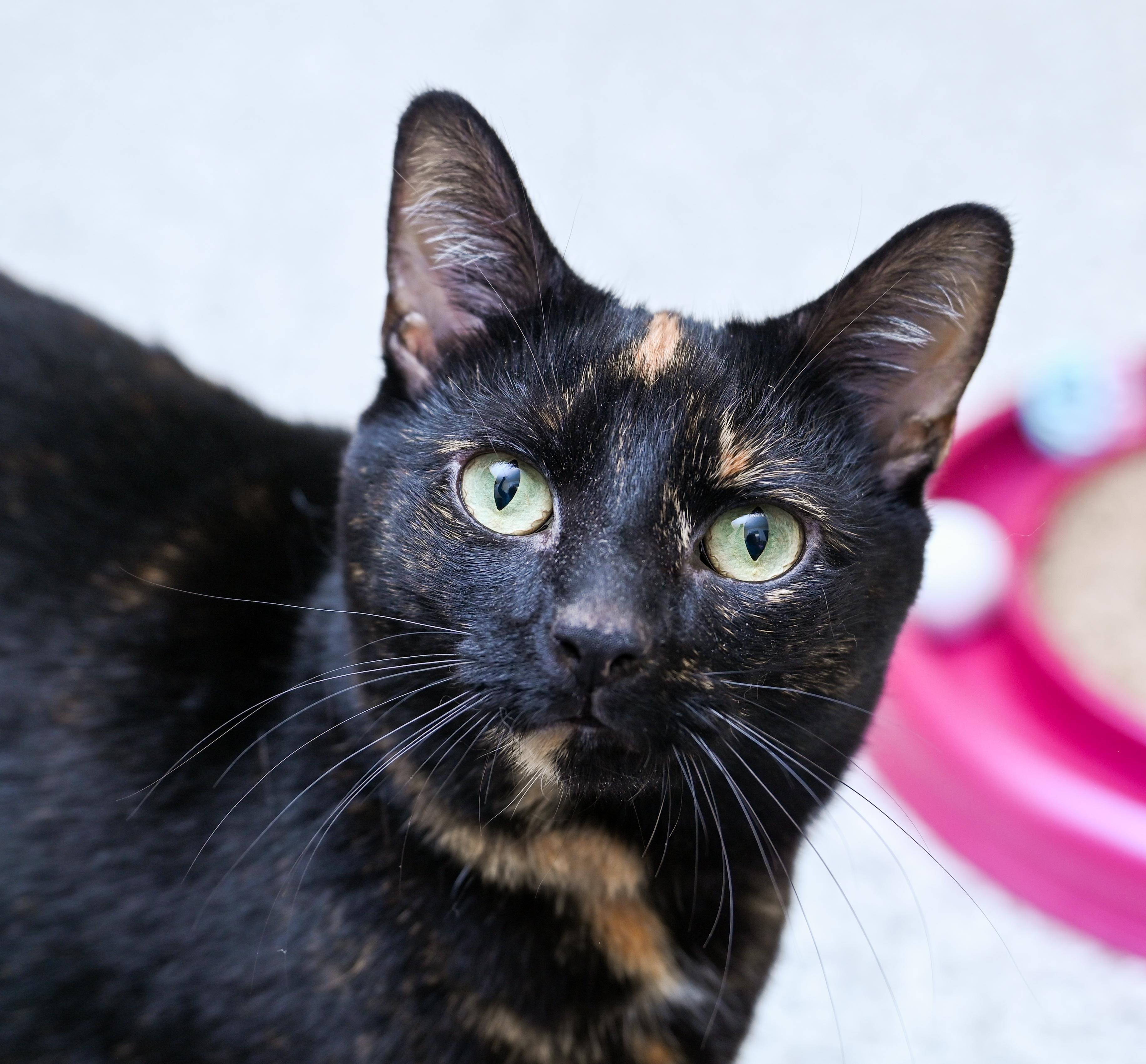 Enlarge Miss Willow, a ADOPTABLE mixed breed in Chattanooga, TN image 3/6