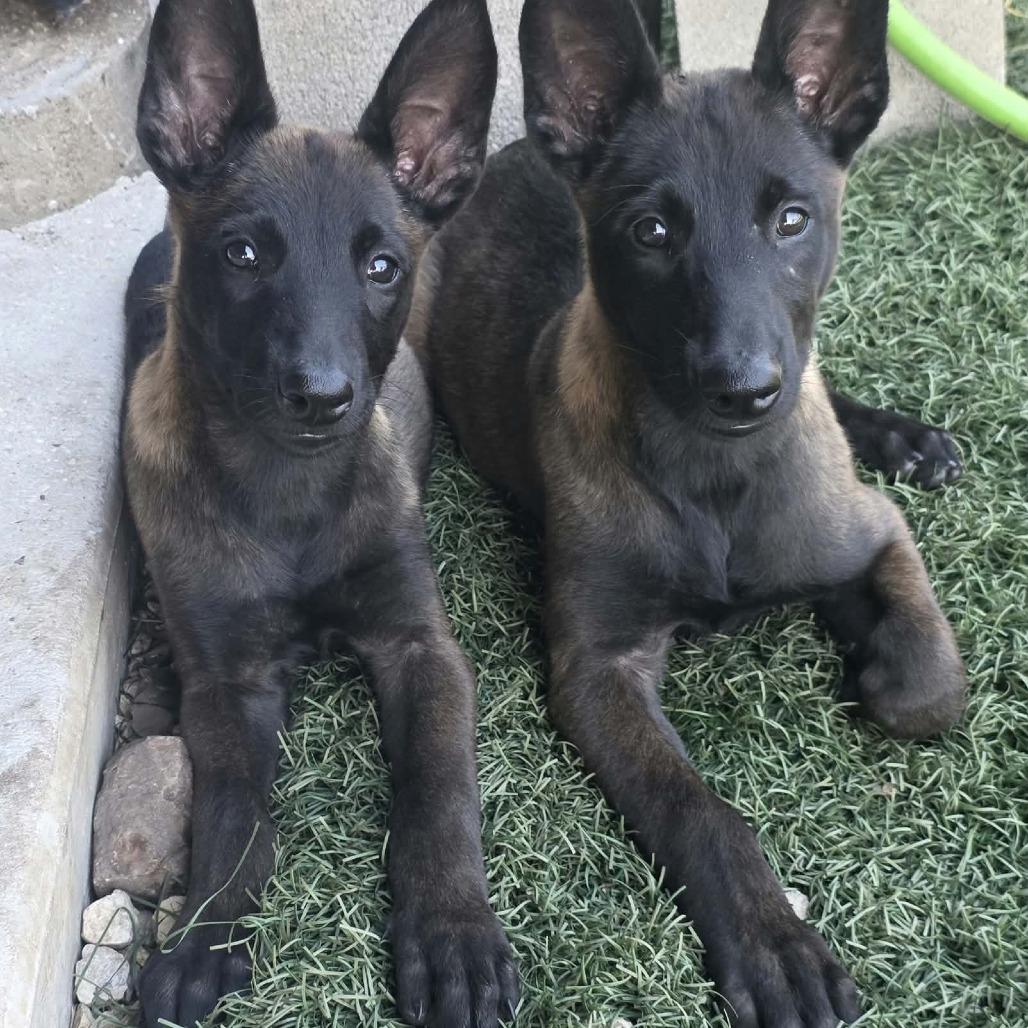 Enlarge Mis-Demeanor DD, a Adopted Belgian Shepherd / Malinois in St Charles, MO image 3/4