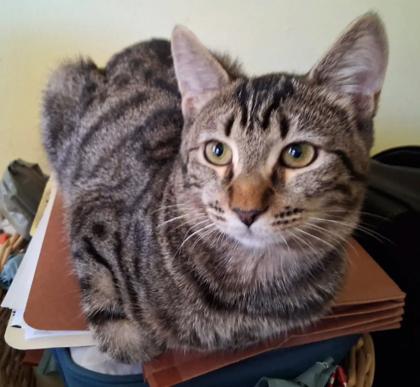 Enlarge Misty, a Adoptable mixed breed in Encinitas, CA image 1/1