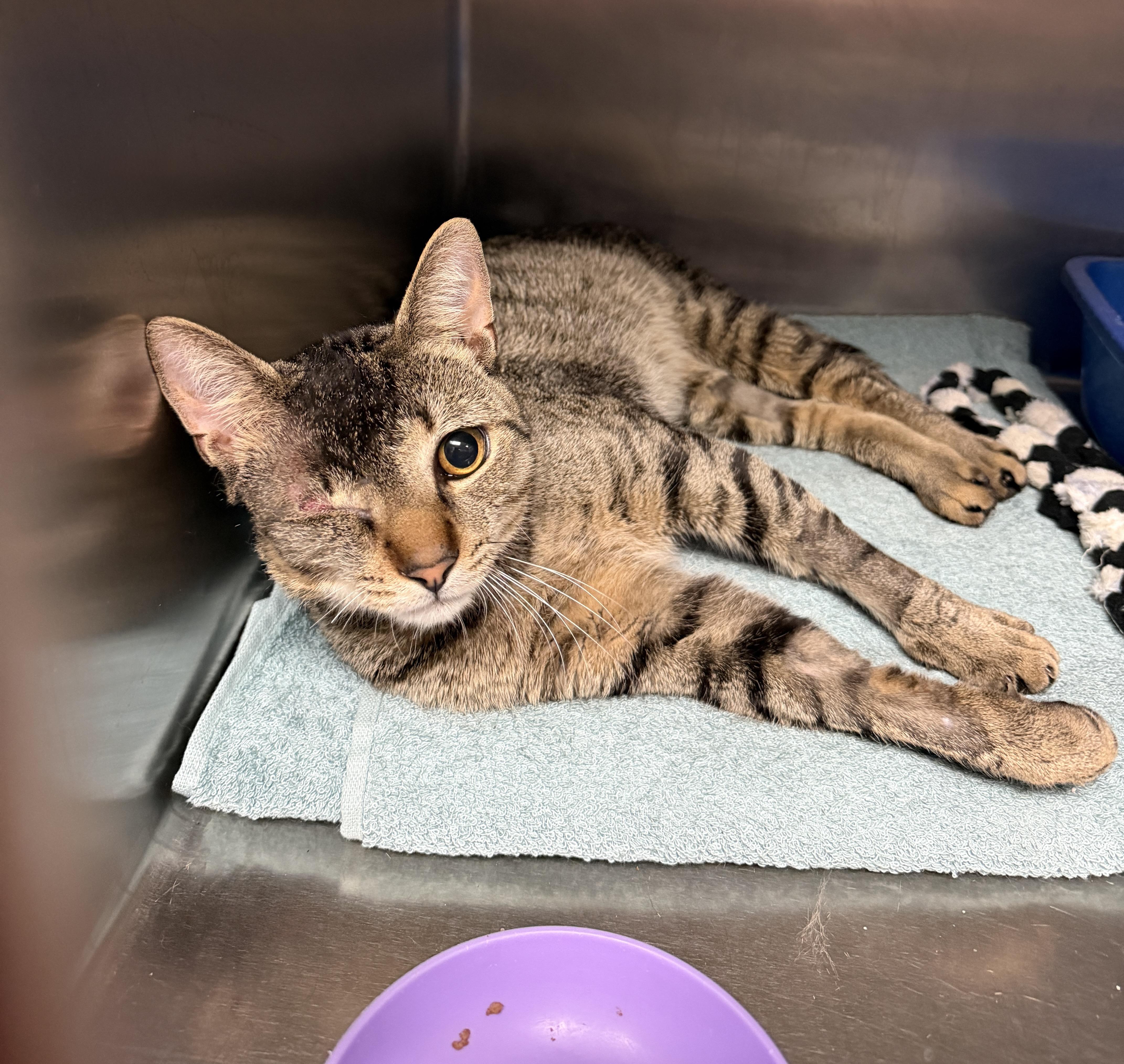 Subway, adopted, Adult Male Domestic Short Hair.