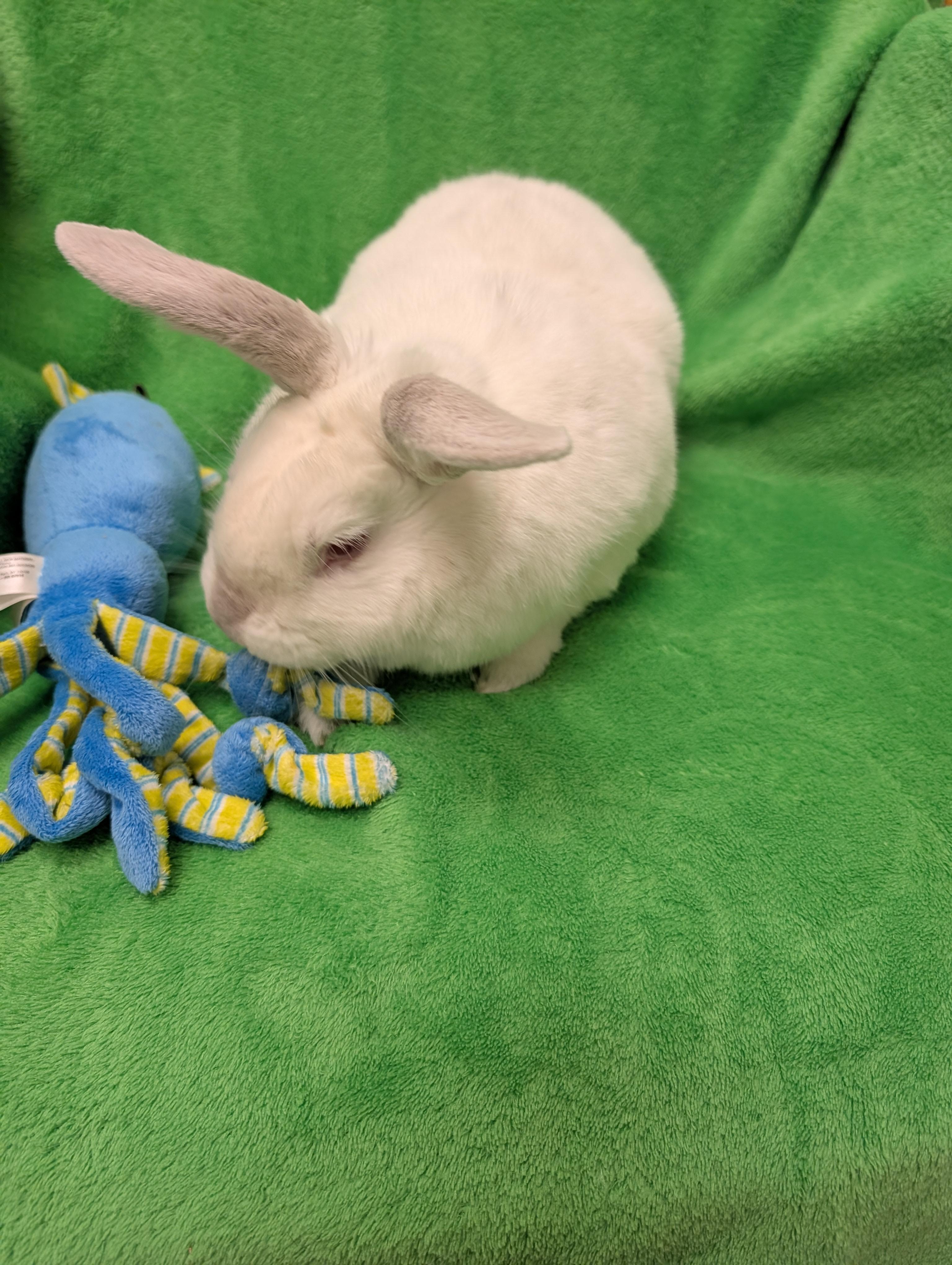 Enlarge Harry, a Adoptable mixed breed in Roseville, CA image 2/4