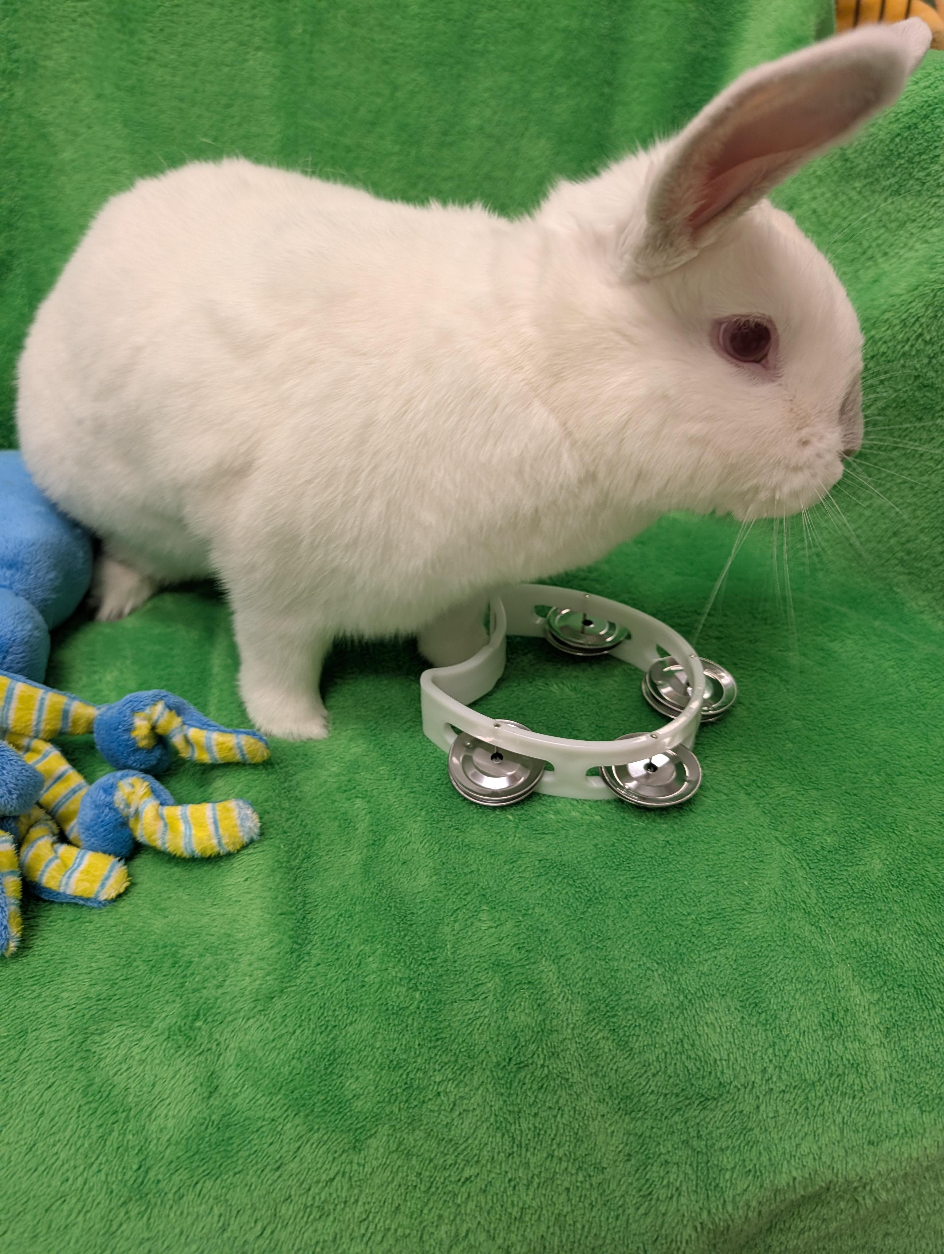 Enlarge Harry, a Adoptable mixed breed in Roseville, CA image 4/4