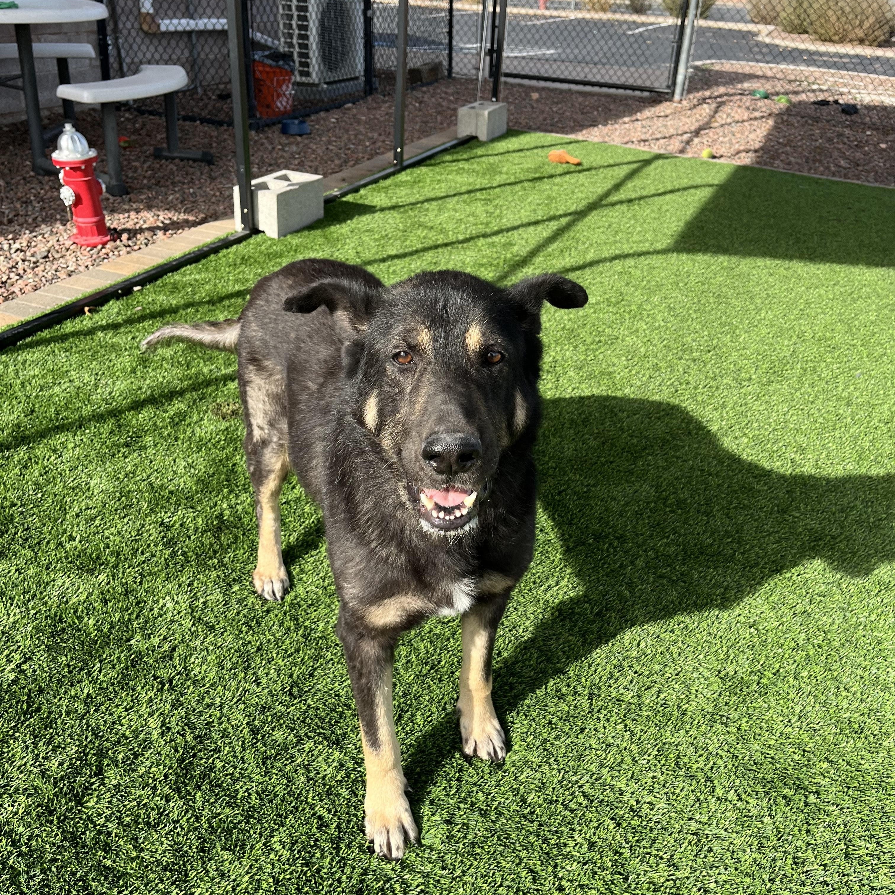 Enlarge OTIS, a ADOPTABLE German Shepherd Dog in Washington, UT image 1/1