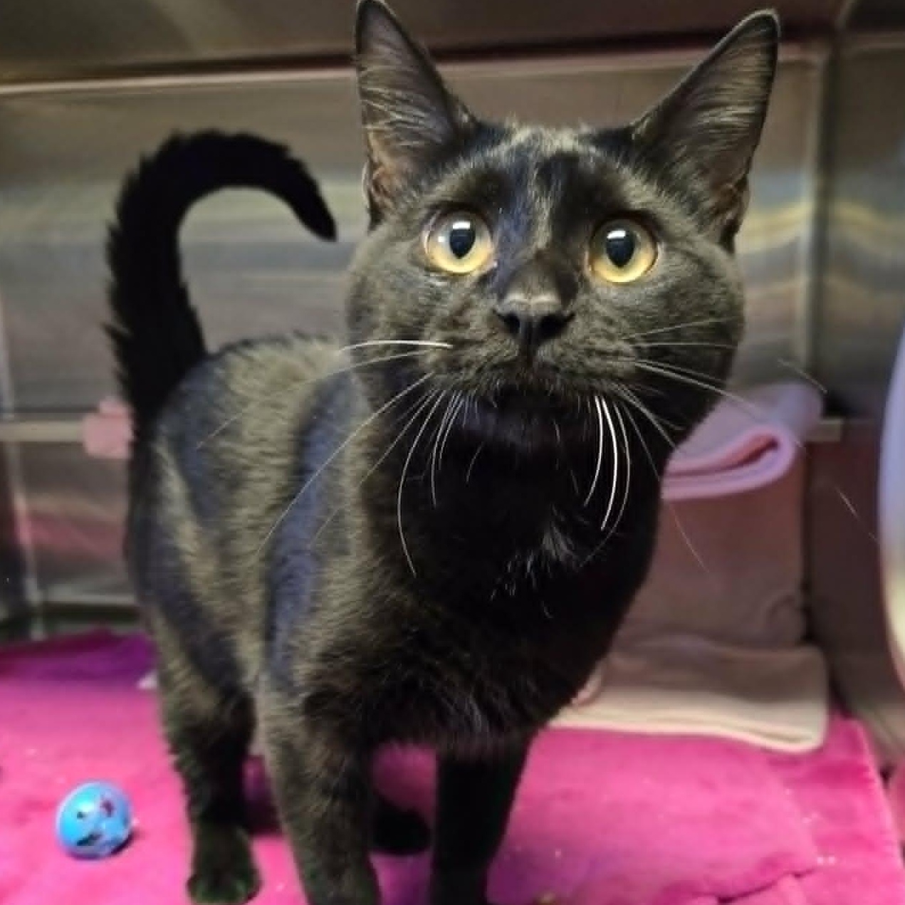 Enlarge Finley (At Petco), an adopted Domestic Short Hair in Watertown, WI image 1/2
